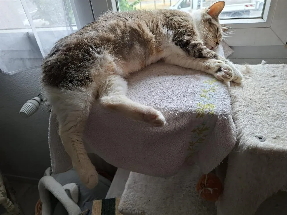 À l'adoption : Medina