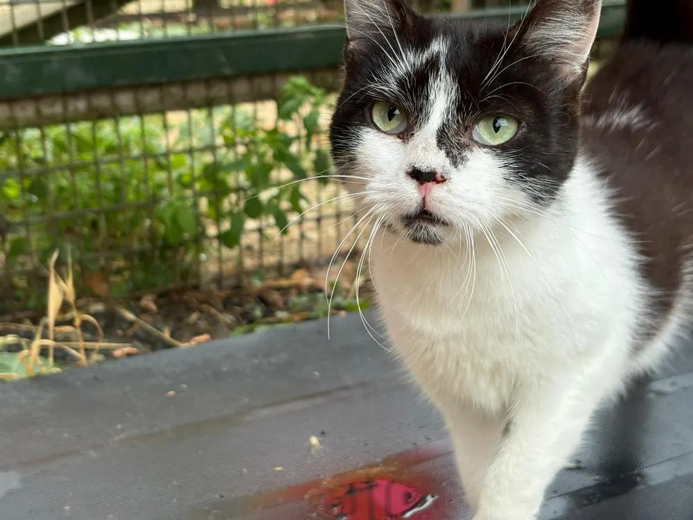 À l'adoption : Milka