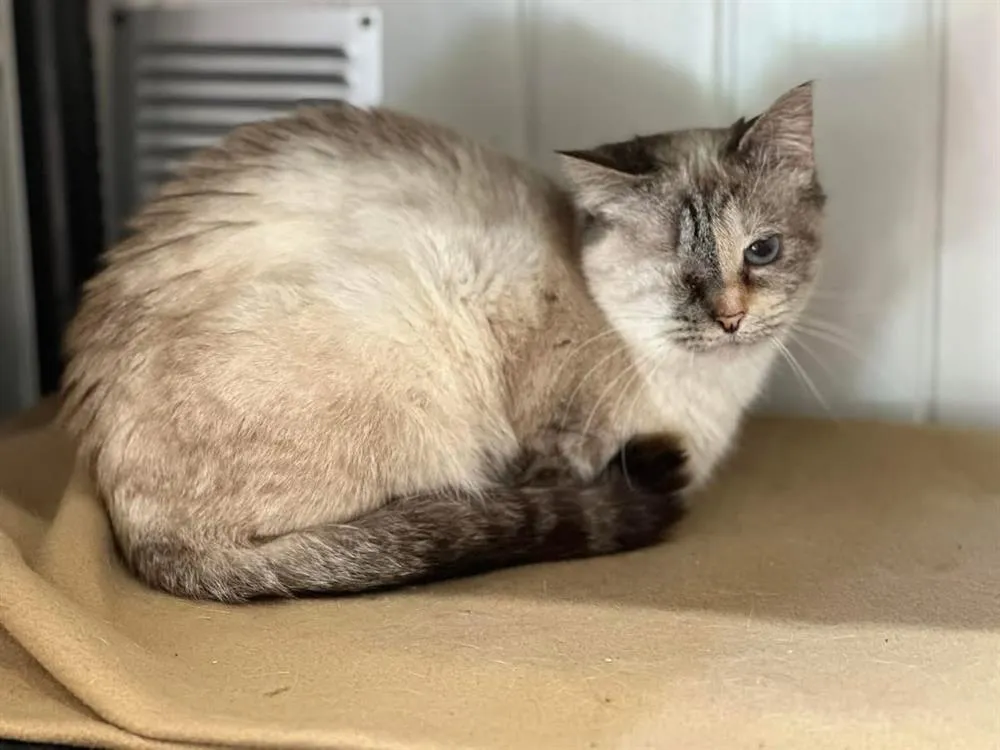 À l'adoption : Cabriole