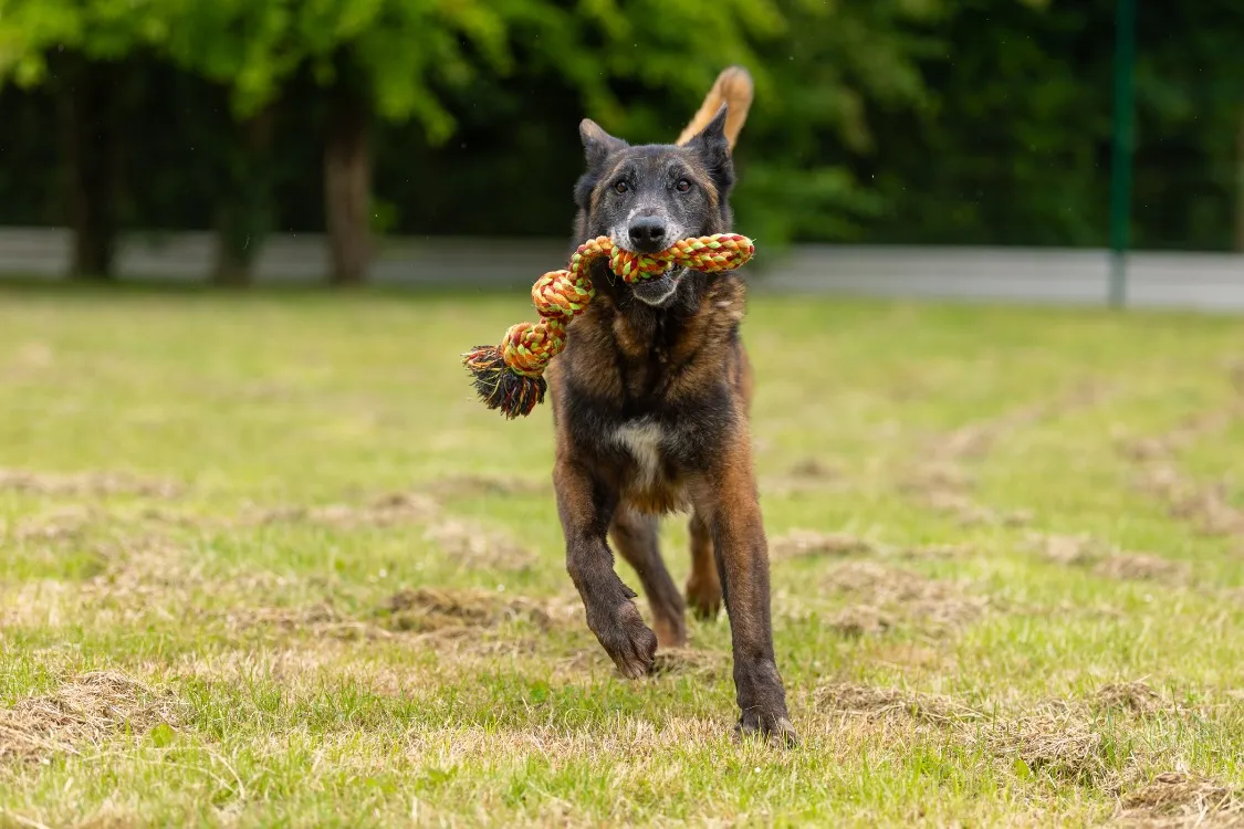 À l'adoption : Leon Oaa19185