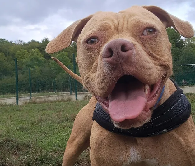 À l'adoption : Twist