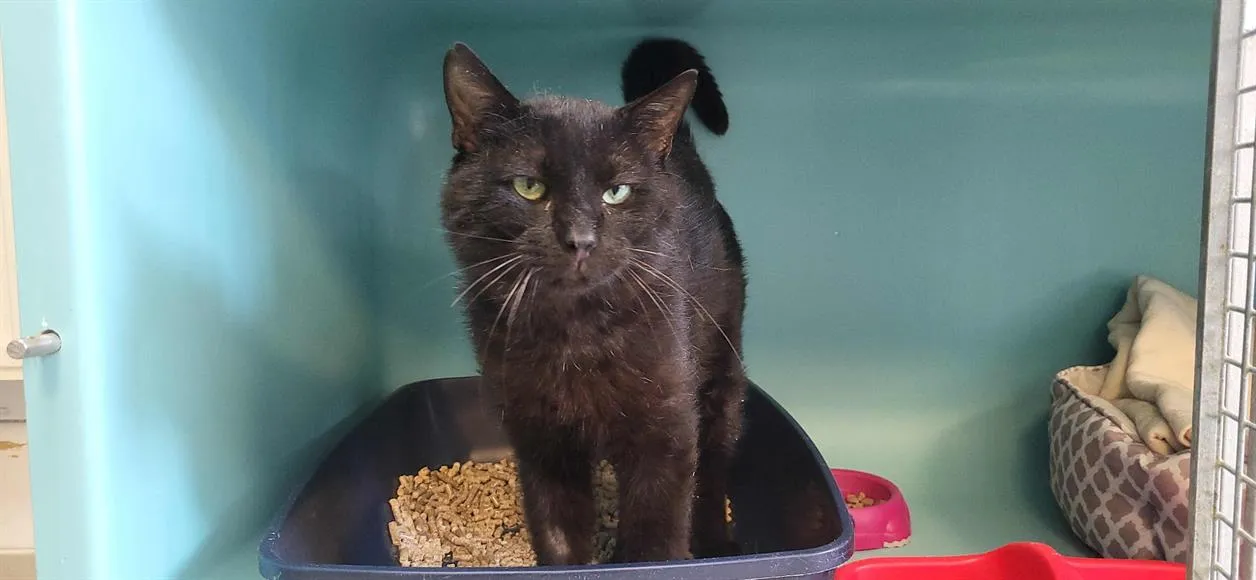 À l'adoption : Sureau