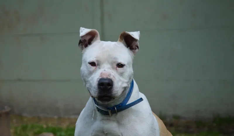 À l'adoption : Sharko Chao