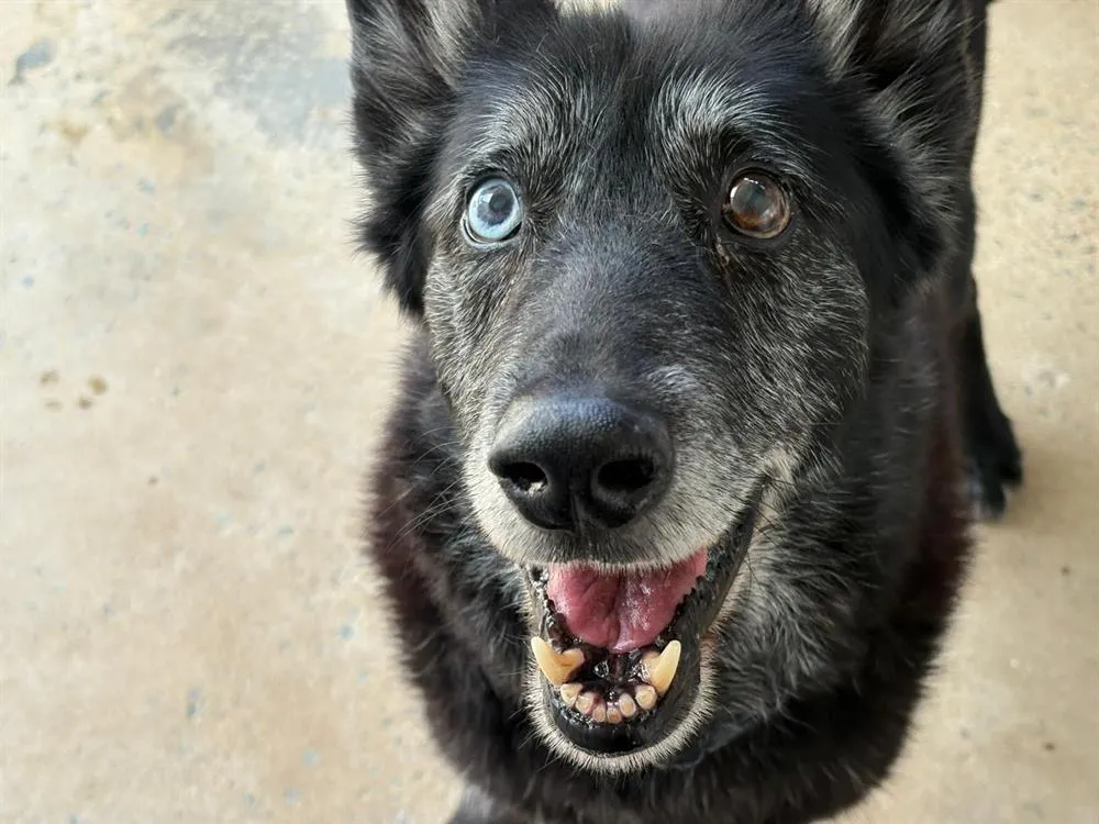 À l'adoption : Motta