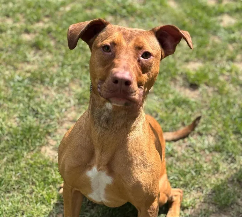 À l'adoption : Uma Caa13637