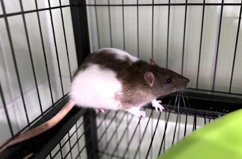 À l'adoption : Fale