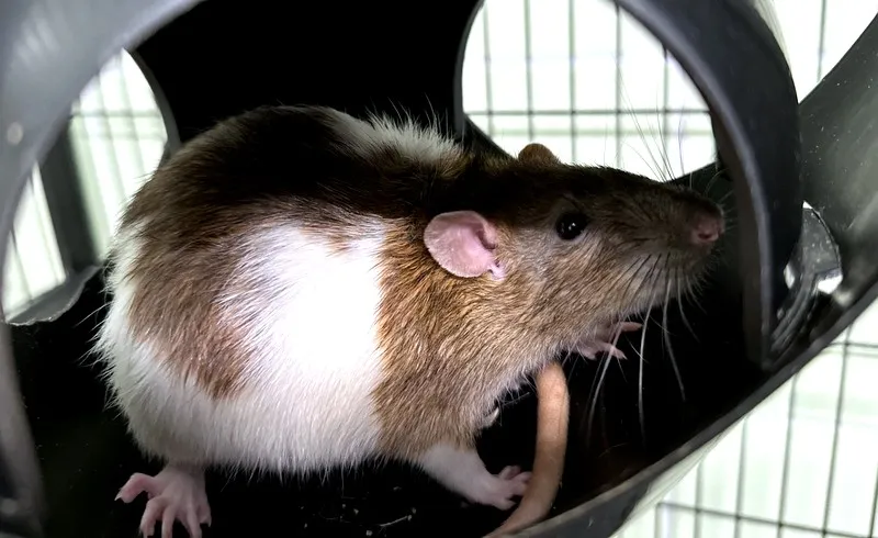 À l'adoption : Fistole