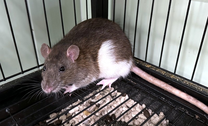 fermie