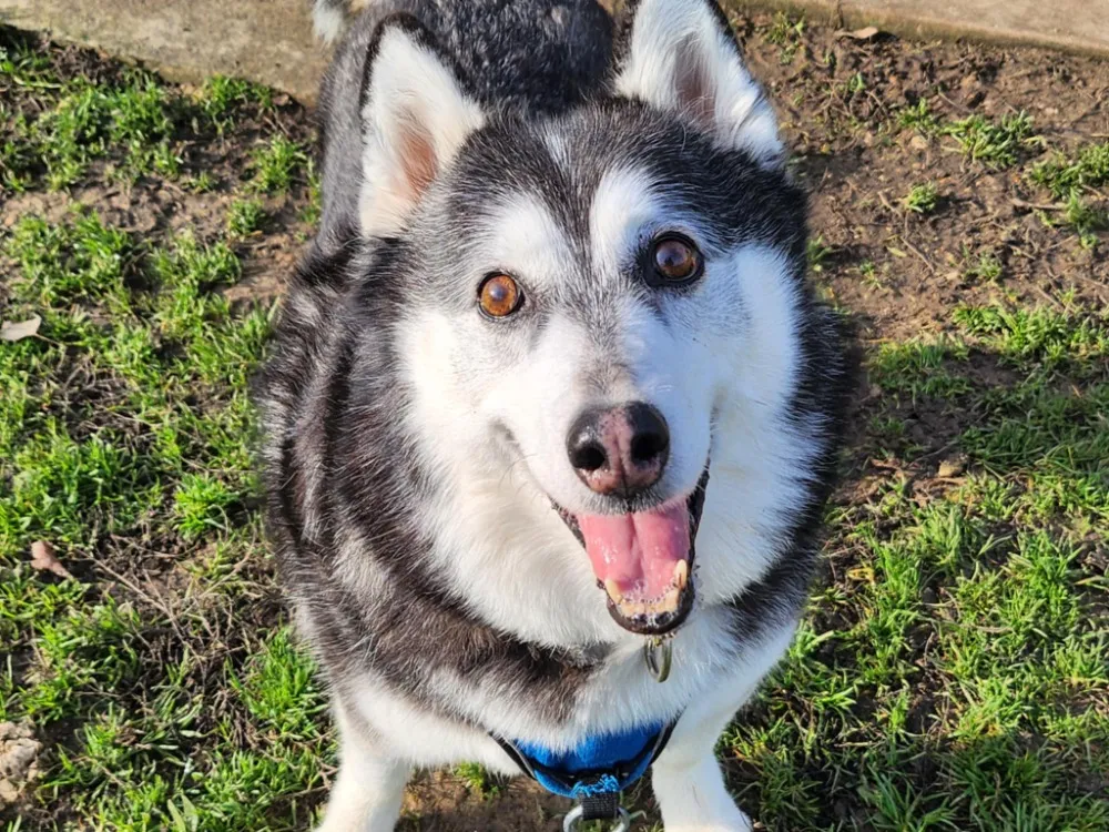 À l'adoption : Aria