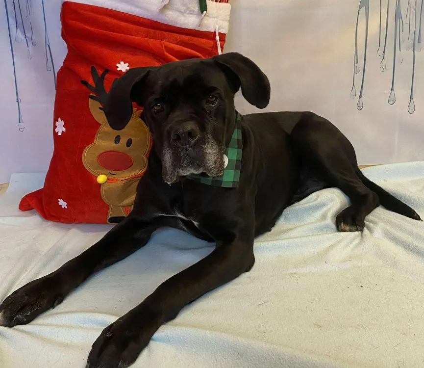 À l'adoption : Nala