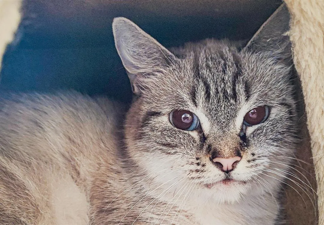 À l'adoption : Arizona