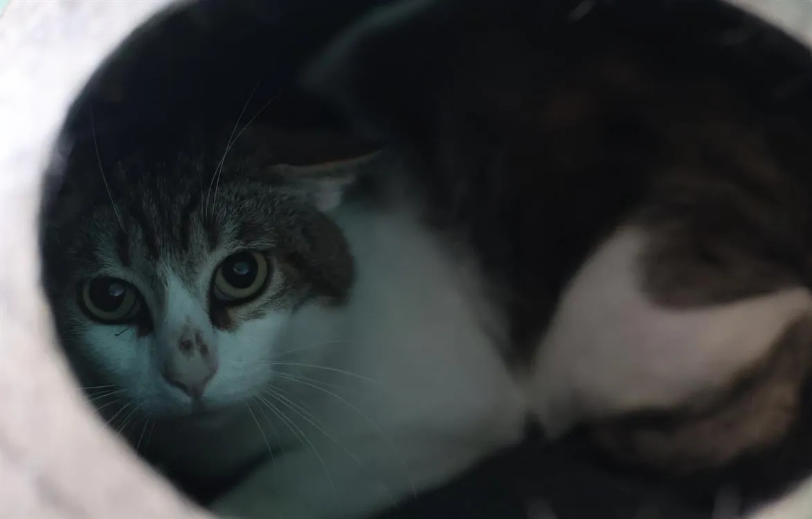 À l'adoption : Tolan