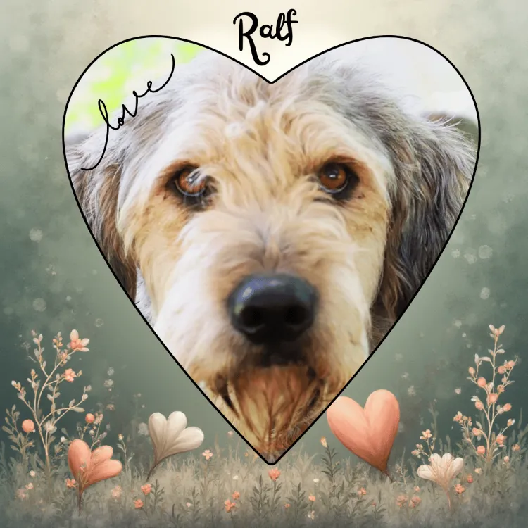 À l'adoption : Ralf