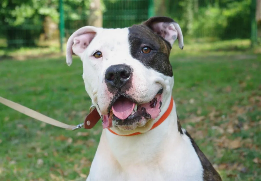 À l'adoption : Gucci 2 Paa22885