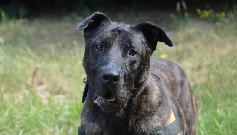 À l'adoption : Karabash Chao