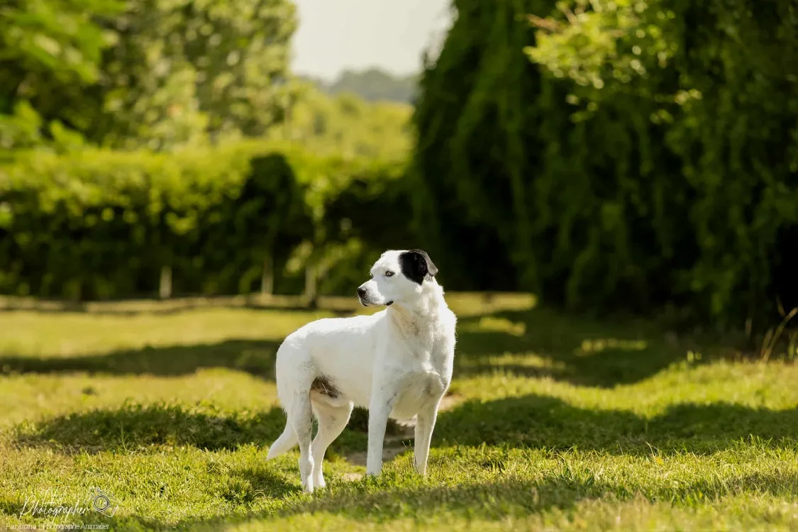 À l'adoption : Choubaka