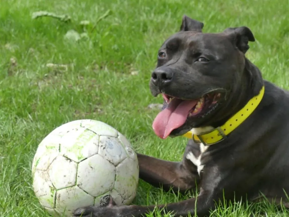 À l'adoption : Snoop