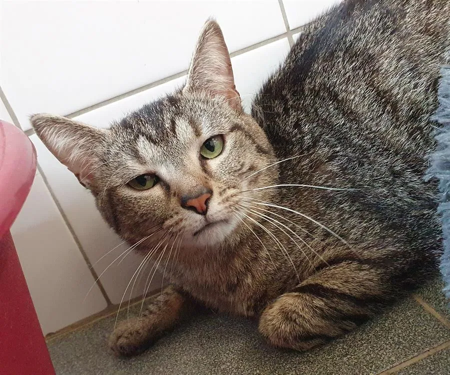 À l'adoption : Pélican