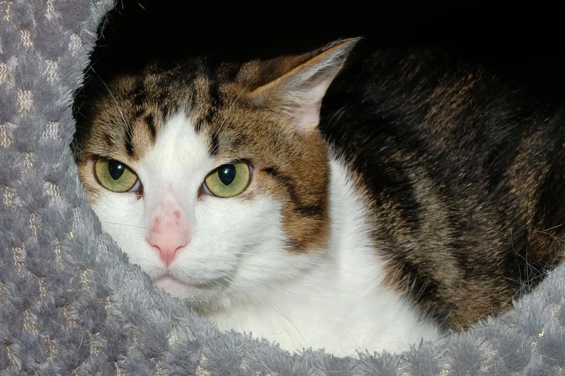 À l'adoption : Noopy A17078