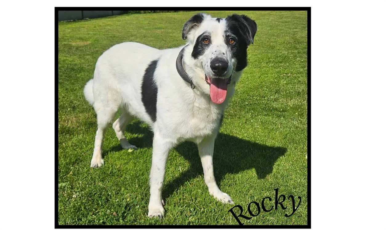 À l'adoption : Rocky
