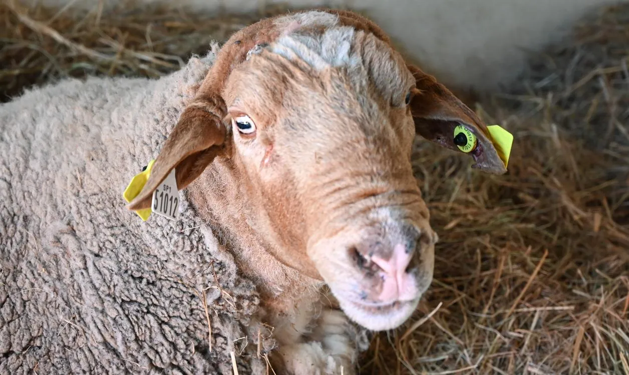 À l'adoption : Jimmy
