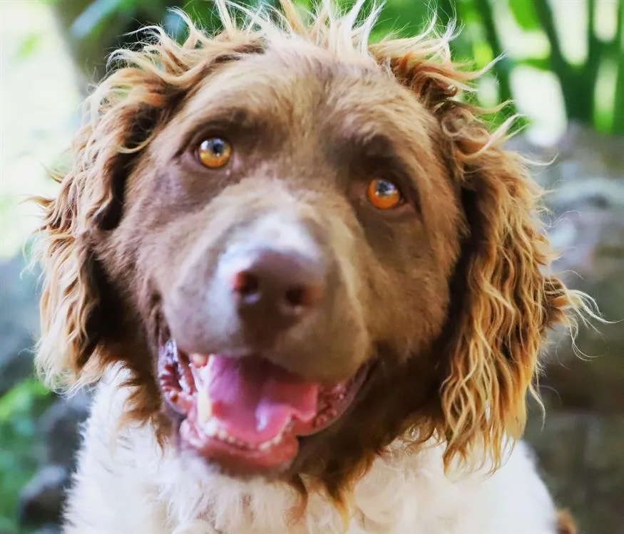 À l'adoption : Joke