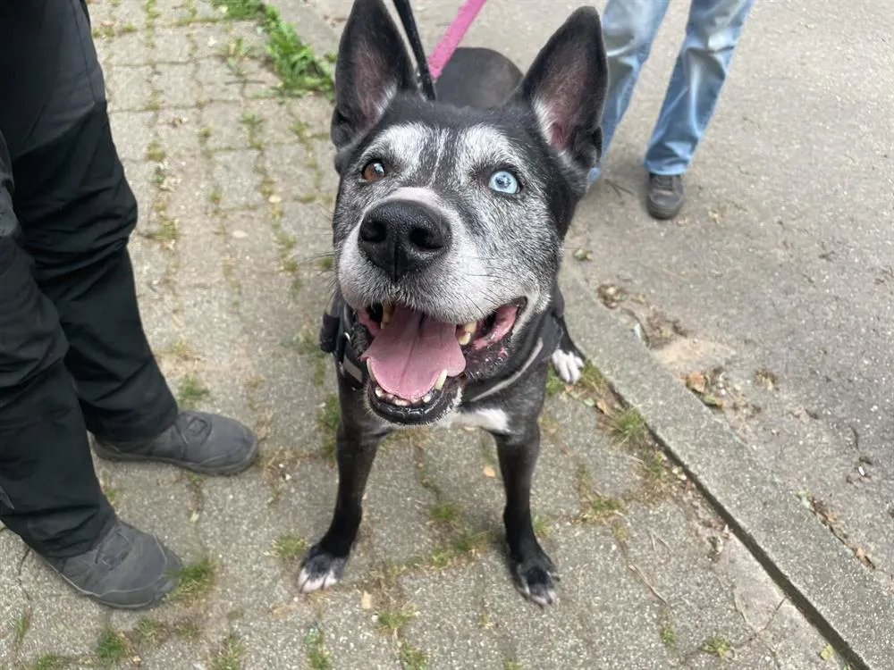 À l'adoption : Orass