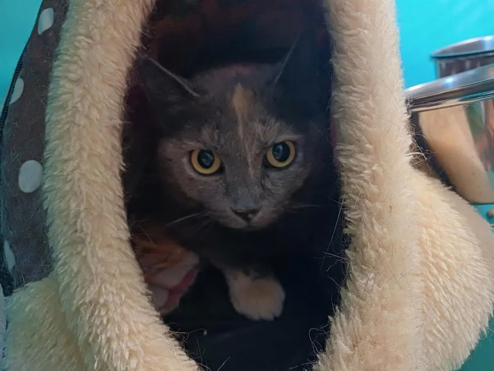 À l'adoption : Angel Ctte