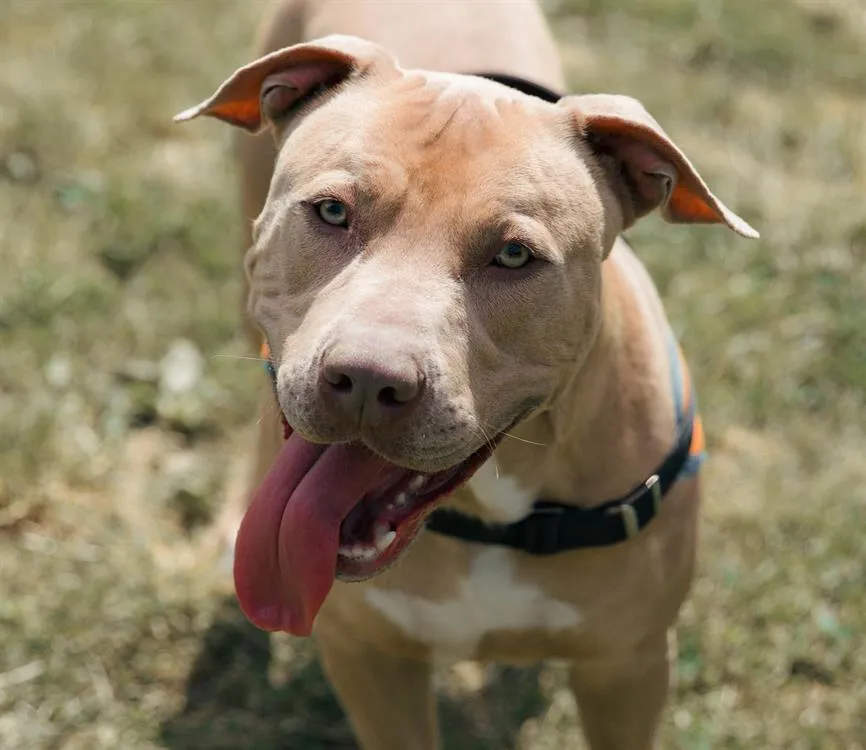 À l'adoption : Chili