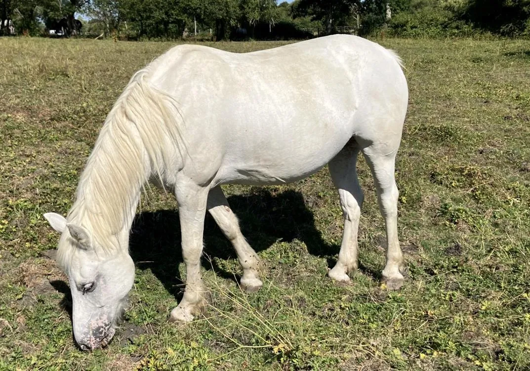À l'adoption : Abeille