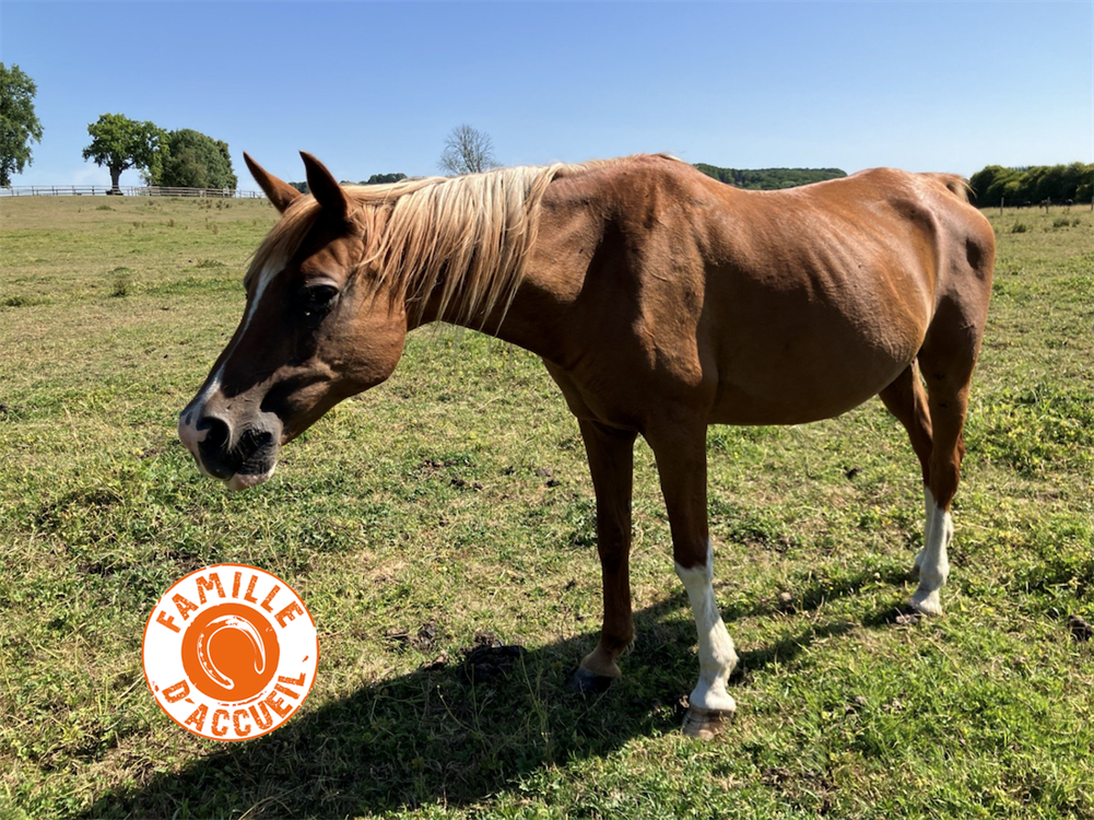À l'adoption : Bahiya