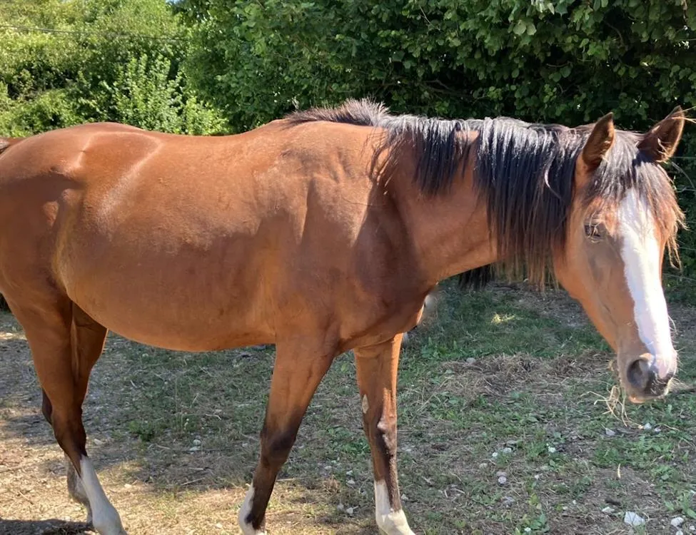 À l'adoption : Belinda