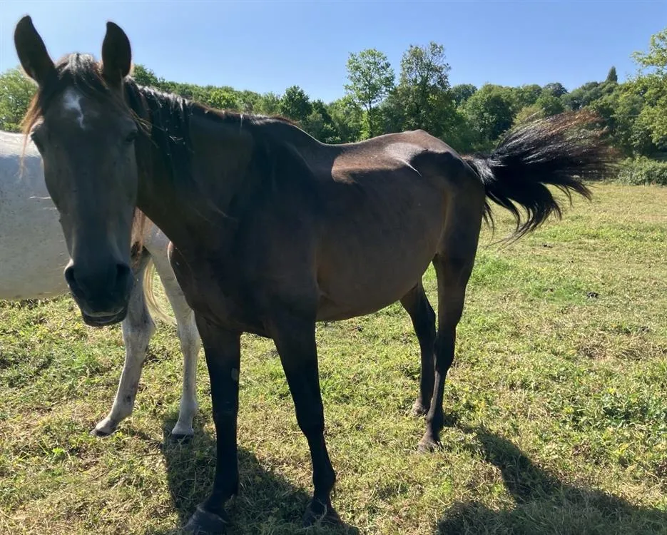 À l'adoption : Caroline 24