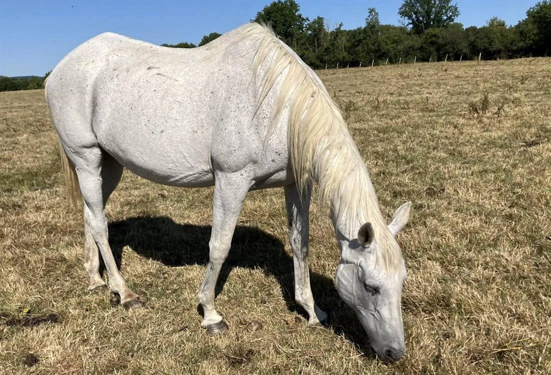 À l'adoption : Etoile Gouvillaise