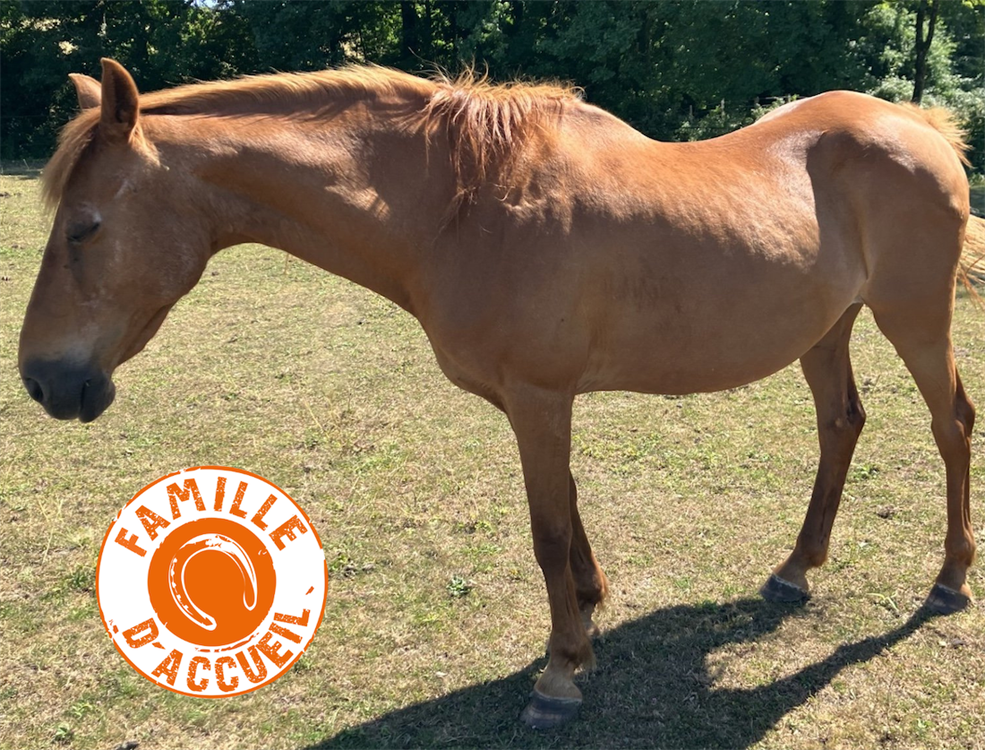 À l'adoption : Isatys 22