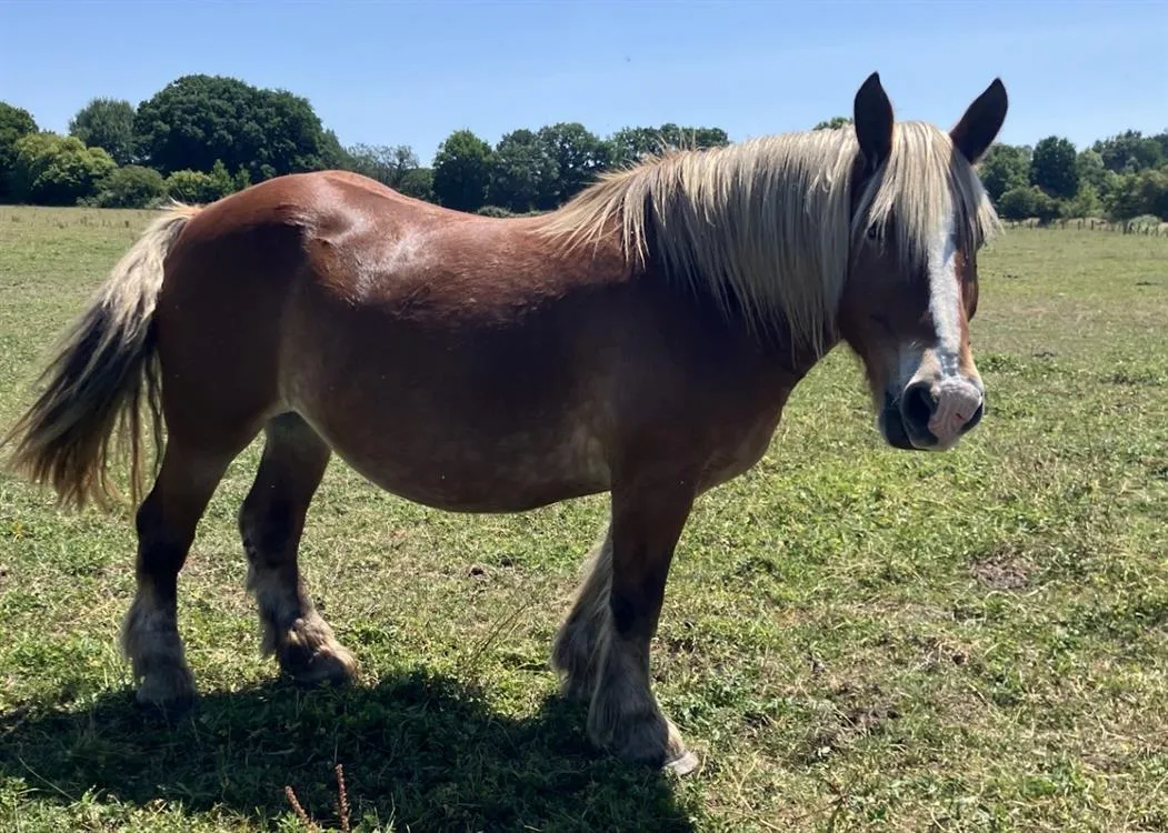 À l'adoption : Izar