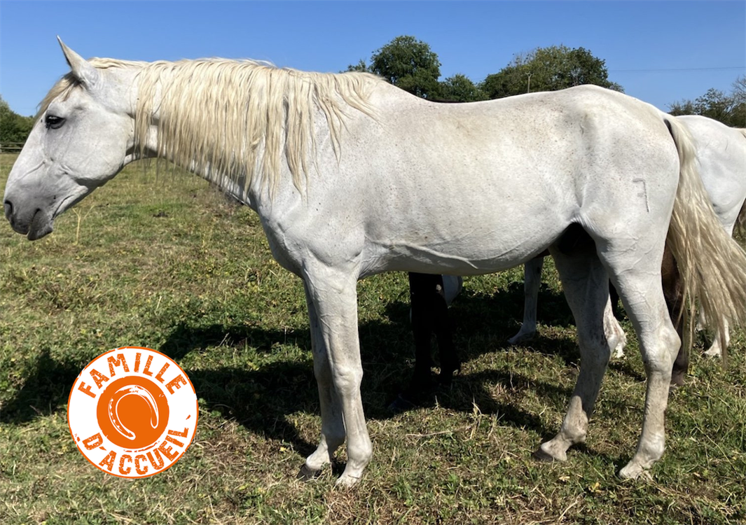 À l'adoption : Lorzale