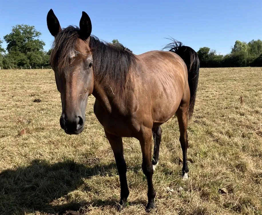 À l'adoption : Myrtille