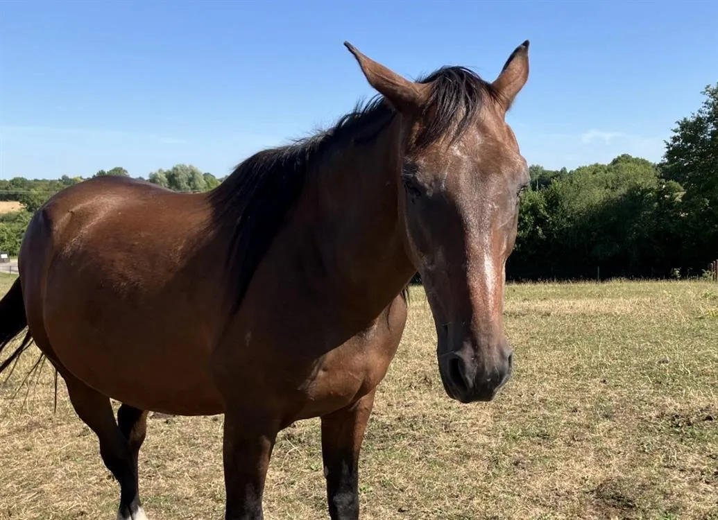 À l'adoption : Rosario