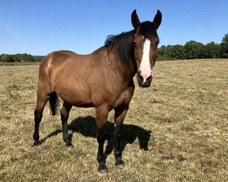À l'adoption : Toundra