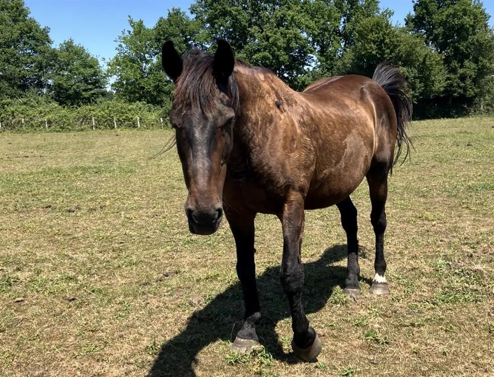 À l'adoption : Odisse