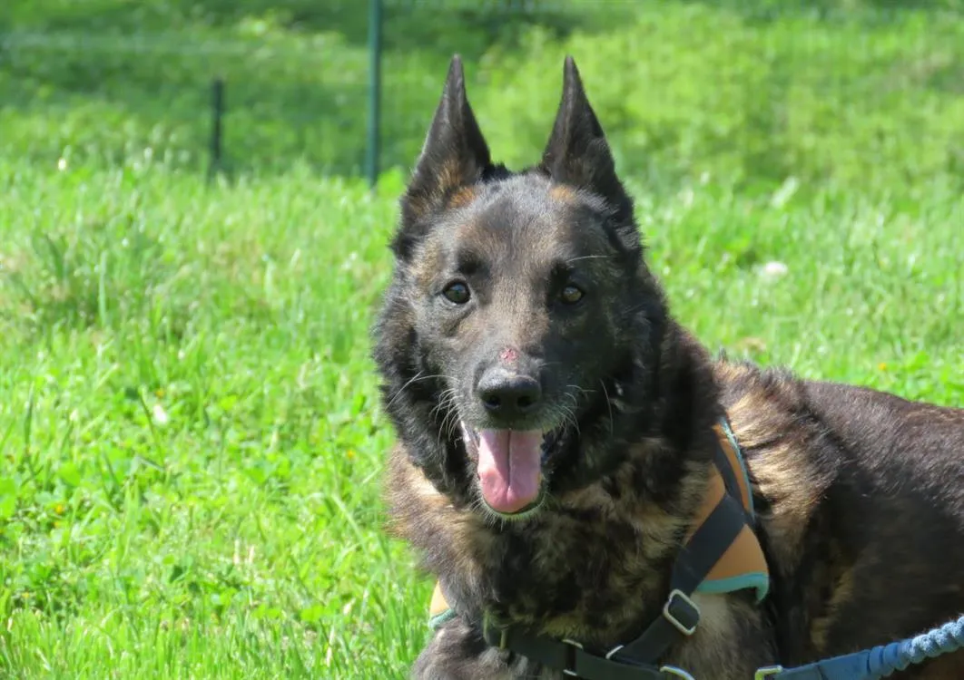 À l'adoption : Tyson