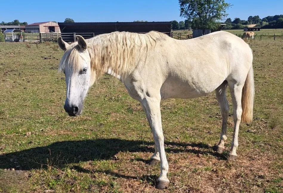 À l'adoption : Urraca