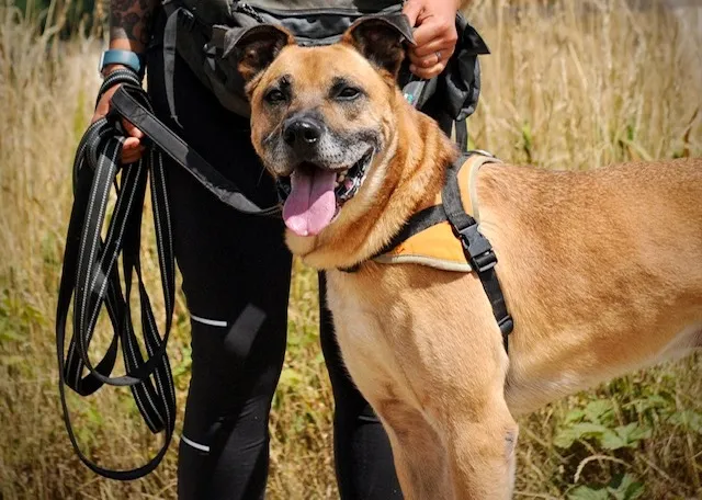 À l'adoption : Marley Haa24555