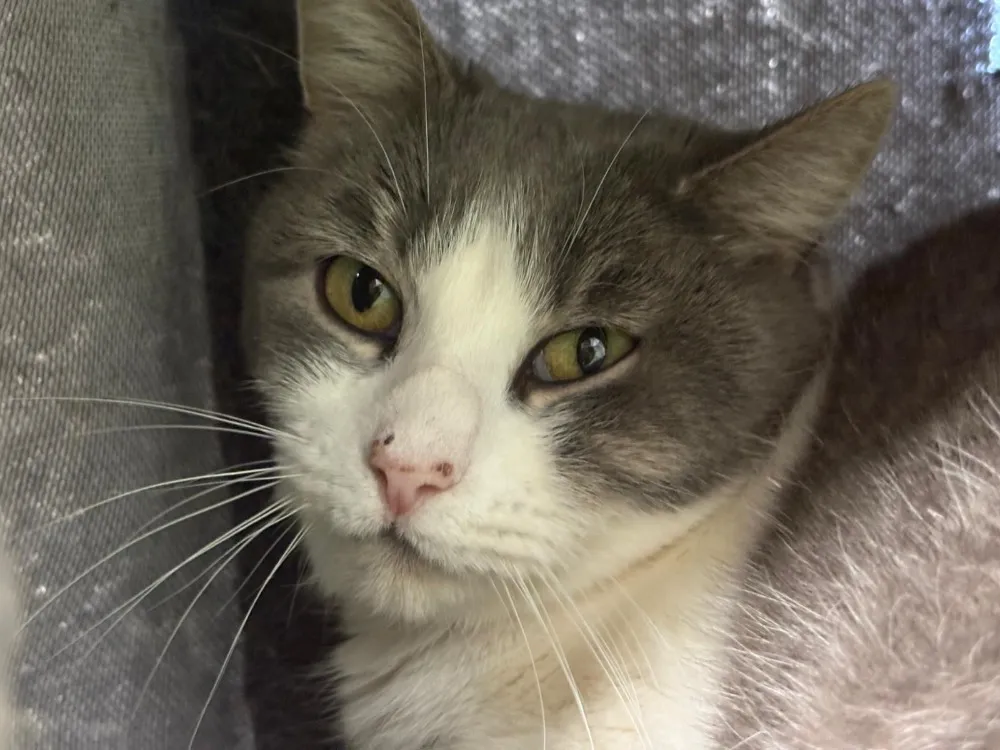 À l'adoption : Makeba