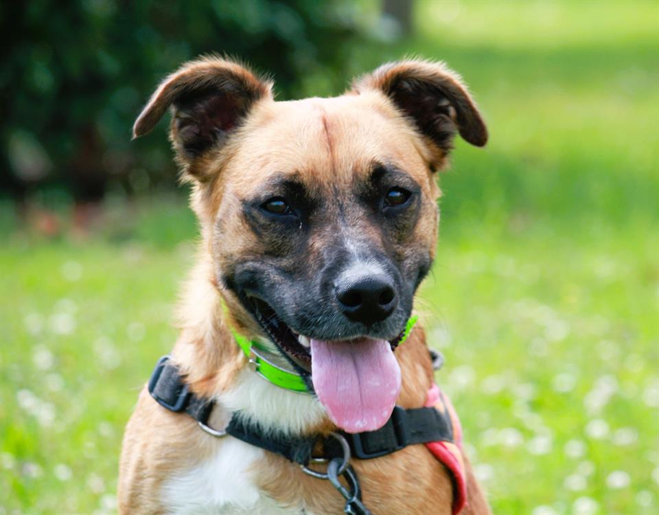 Spa Dax Chien A Adopter