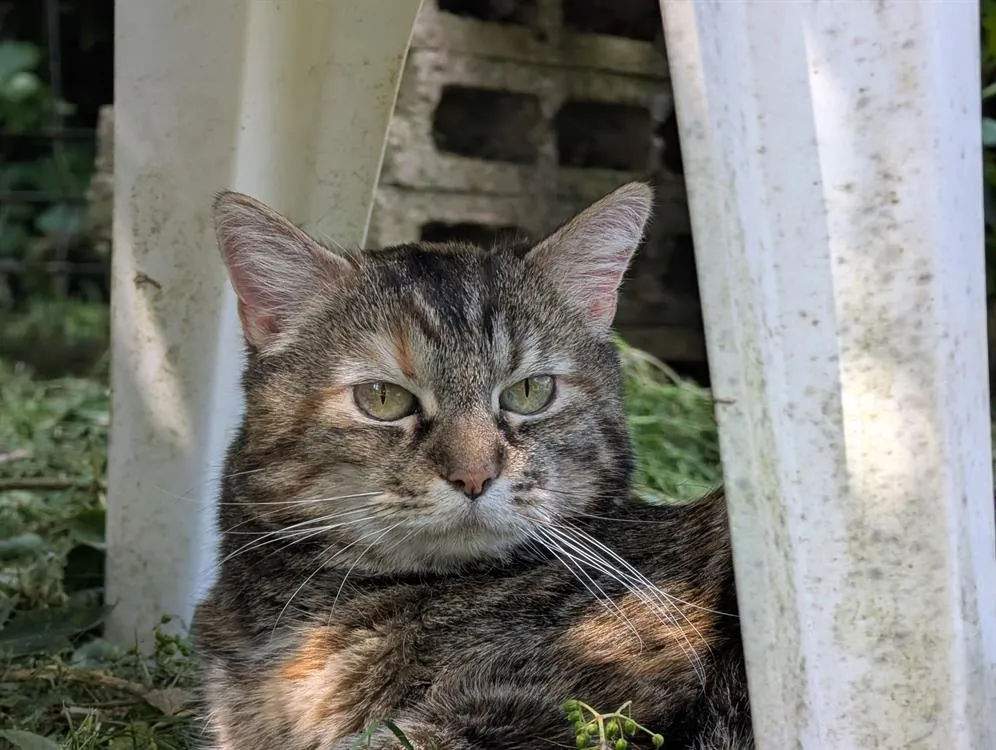 À l'adoption : Grisette A16475