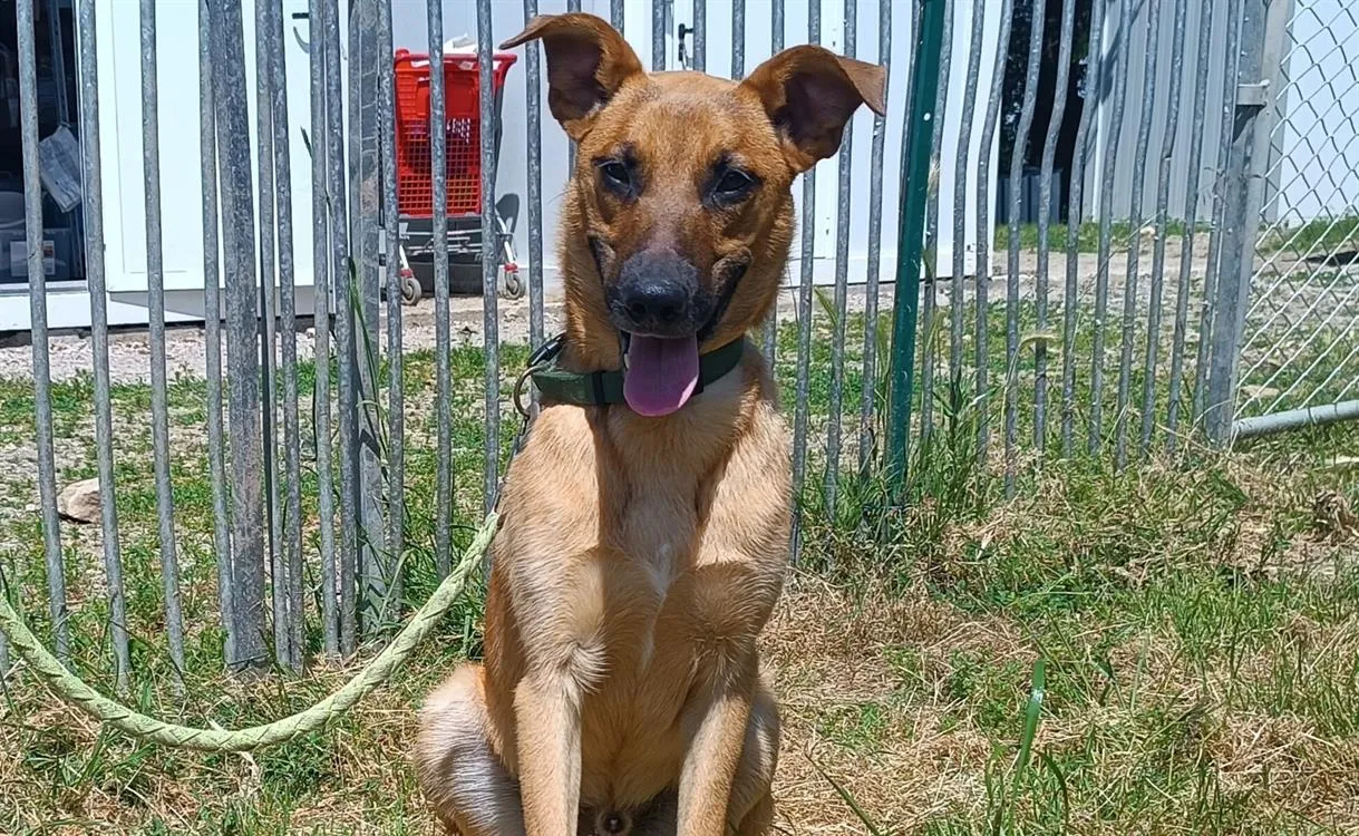 À l'adoption : Juju