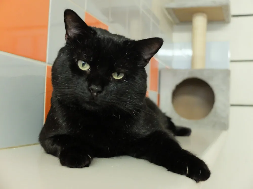 À l'adoption : Cacio Pab27579