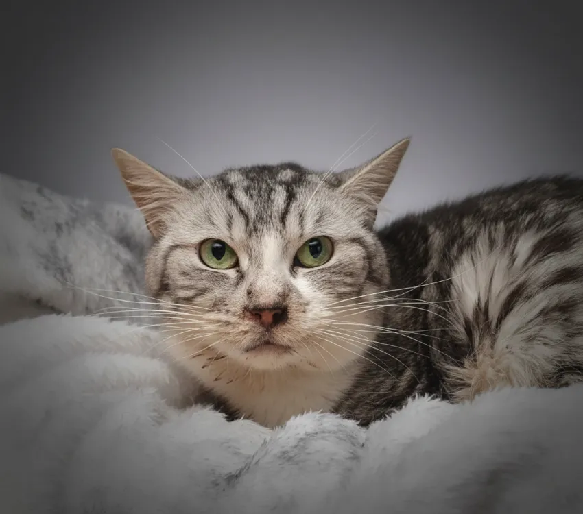 À l'adoption : Rosa Cha